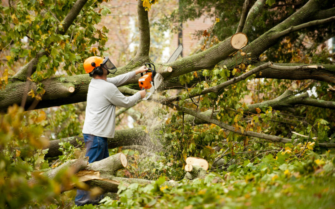 Cheap tree removal service